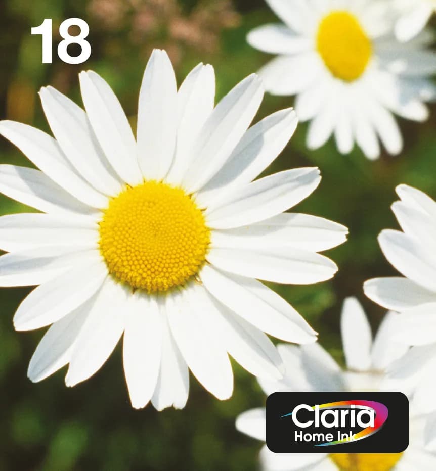 Epson T1806 EasyMail Daisy CMYK -mustekasettipakkaus, monivärinen, 4 kpl