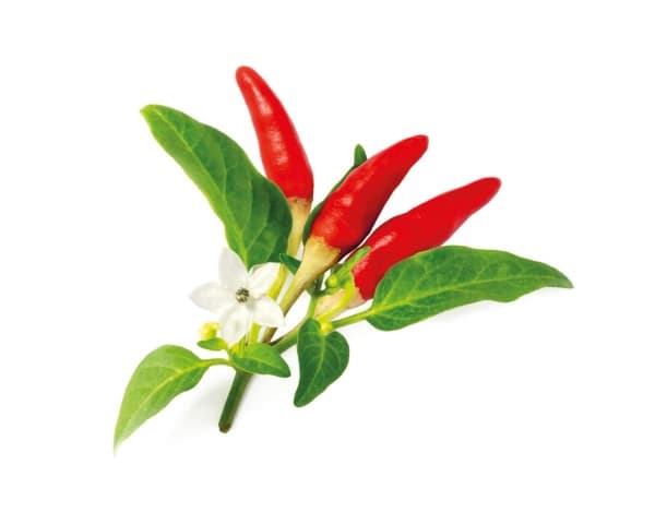 Click & Grow SGR52x3, Syötävä kasvi, Chili, Täyttöpakkaus, Kasvaa nopeasti (3–5 viikkoa), 7 - 21 päivää, 20 - 35 °C