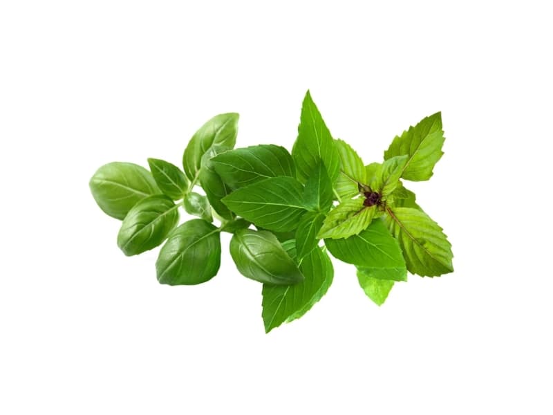Click & Grow Kasvi Pod Basilika Lajike Mix 9kpl