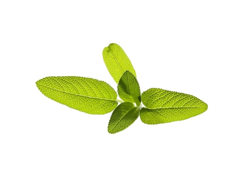 Taimekapsel Click & Grow kasvipallo 3-pack, aedsalvei