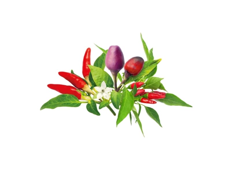 Click And Grow Click & Grow Seeds for Smart Pot - Chili Pepper Seeds, 9kpl.