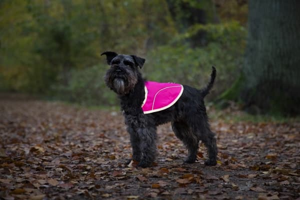 DOGMAN Ref liivi Rex vaaleanpunainen XXL