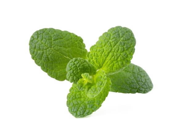 Click & Grow SGR79x3, Syötävä kasvi, Apple mint, Aloituspakkaus, 7 - 14 päivää, 18 - 30 °C, 3 kpl