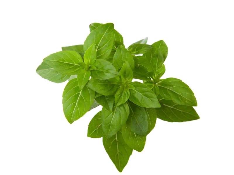 Taimikapsel Click & Grow kasvipallo 3-pack, kääbus basiilik