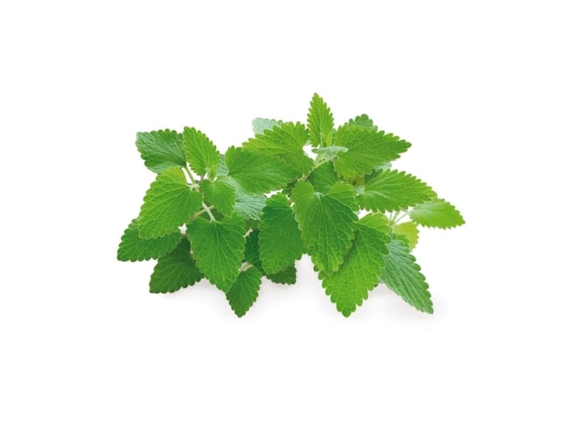 Click & Grow siemenet smart pottiin - kissanminttu, 3 kpl.