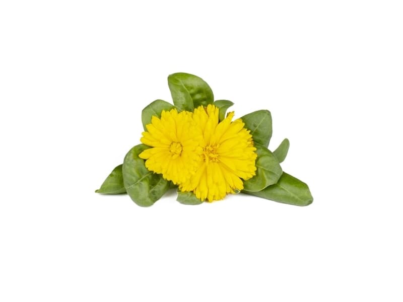 Click & Grow siemenet smart pottiin - Medetkos, 3kpl.