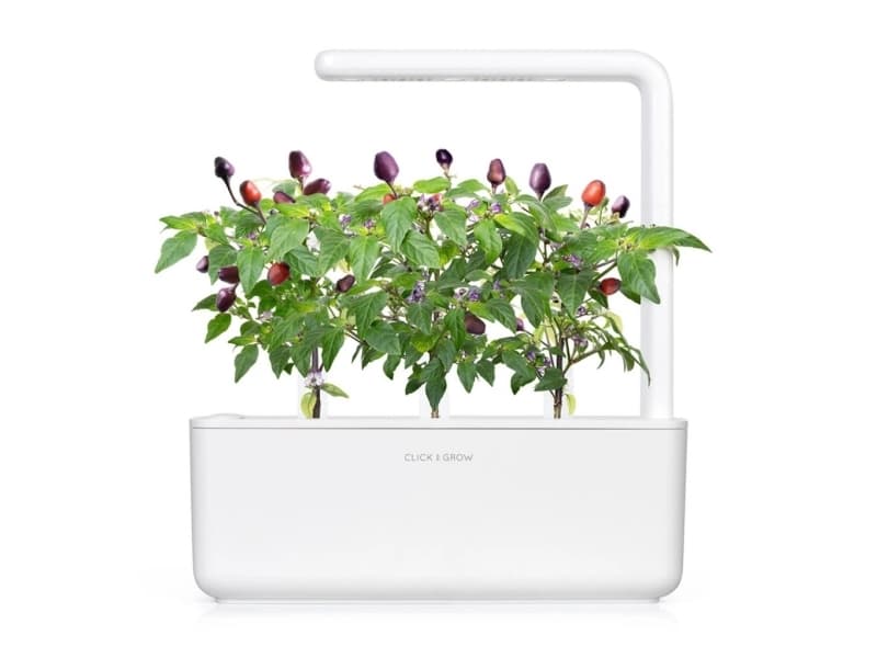 Click and Grow Smart Garden 9-osainen täydennyspakkaus - violetti chilipaprika sisäkasvatukseen, sisältää runsaasti vitamiineja ja antioksidantteja